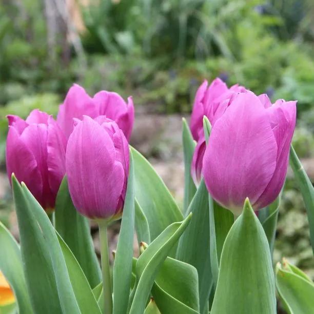 Blue Beauty Tulip (Tulipa Blue Beauty) Img 5